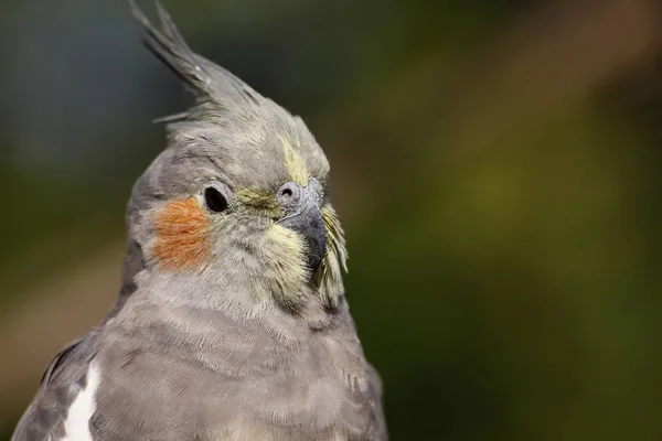 Живописный Вид Красивую Птицу Какатиль — стоковое фото
