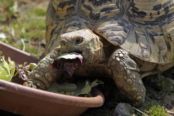 ヒョウのカメ動物の生き物 — ストック写真