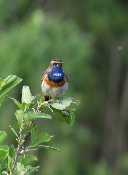 Chant Bluethroat Annelé Sur Texel — Photo