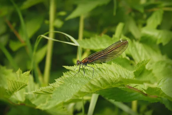 Closeup Macro View Dragonfly Insect — Stock Photo, Image