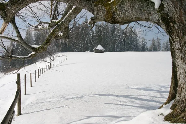 Vista Uma Cena Inverno — Fotografia de Stock