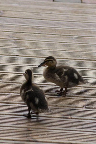 Κοντινή Φωτογραφία Του Mallard Duck Anas Platrhynchos Duckling — Φωτογραφία Αρχείου