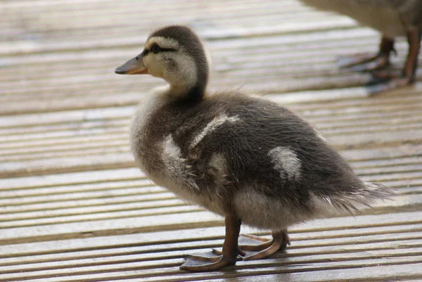 Vue Panoramique Canard Colvert Mignon Nature — Photo