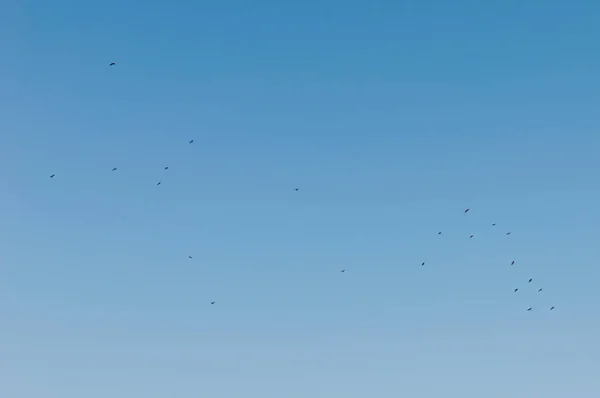 Bandada Aves Volando Contra Hermoso Cielo Azul — Foto de Stock