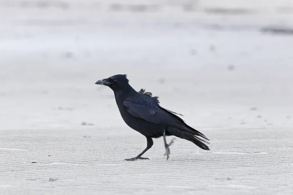 一般的なレイヴン Corvus Corax — ストック写真