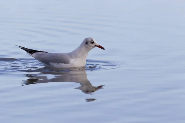 Schilderachtig Uitzicht Mooie Schattige Meeuw Vogel — Stockfoto