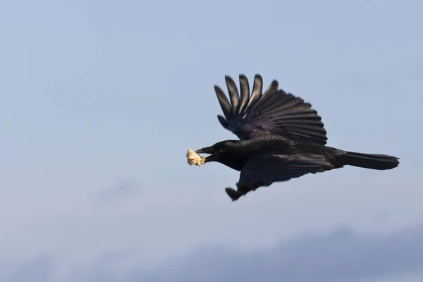 Corvo Comum Corvus Corax — Fotografia de Stock