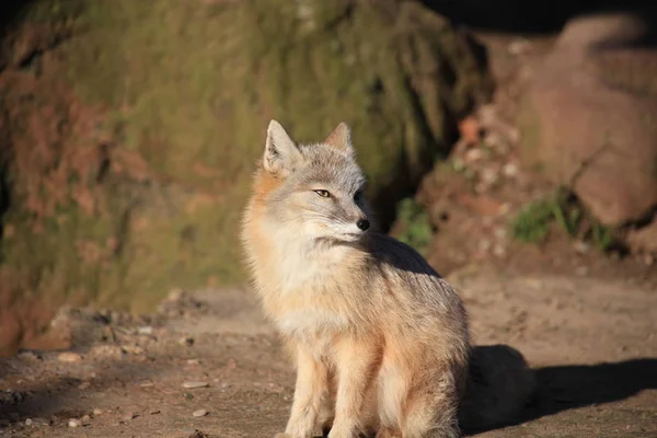 Steppe Fox Closeup — стоковое фото