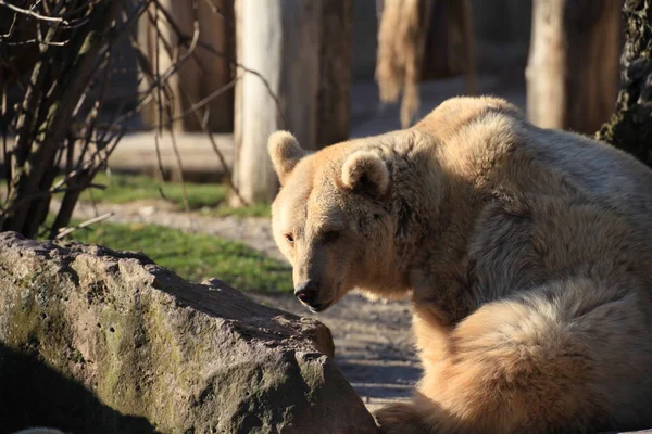 Syrian Brown Bear Close – stockfoto