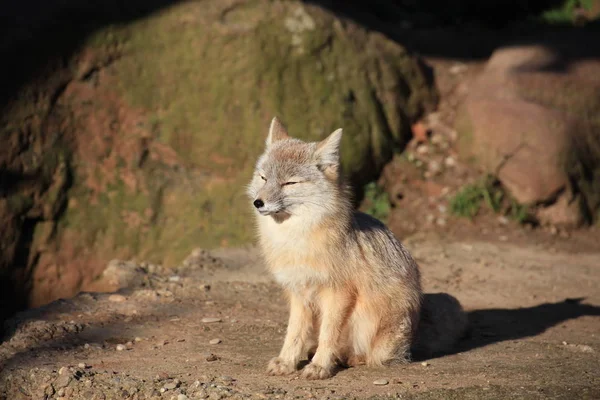 Steppe Fox Closeup — стоковое фото