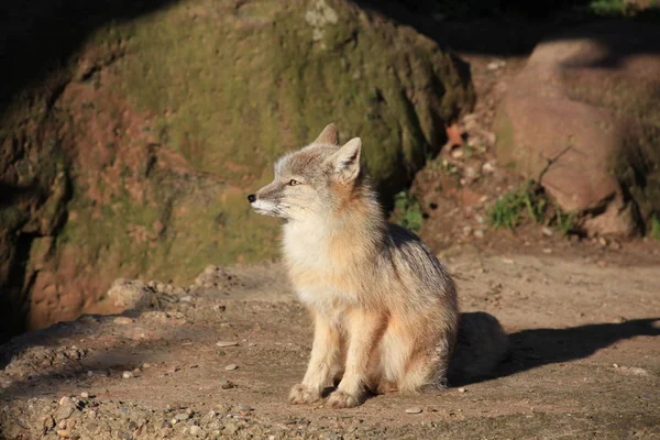 Steppe Vos Close — Stockfoto