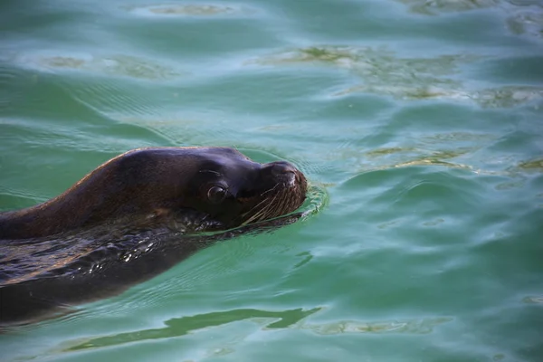 Mane Seal Closeup — Stock Photo, Image
