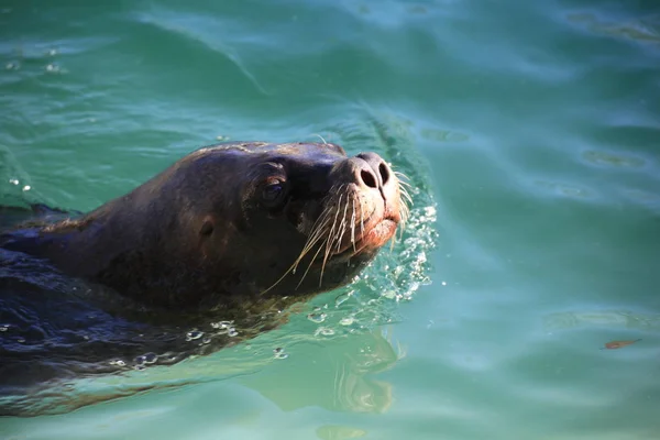 かわいいアシカ海の動物 — ストック写真