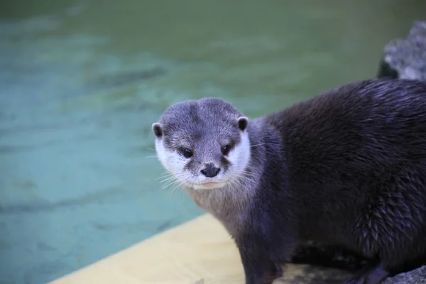 Lontra Garra Curta Close — Fotografia de Stock