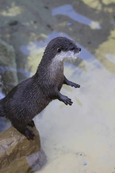 Short Clawed Otter Close — Stock Photo, Image