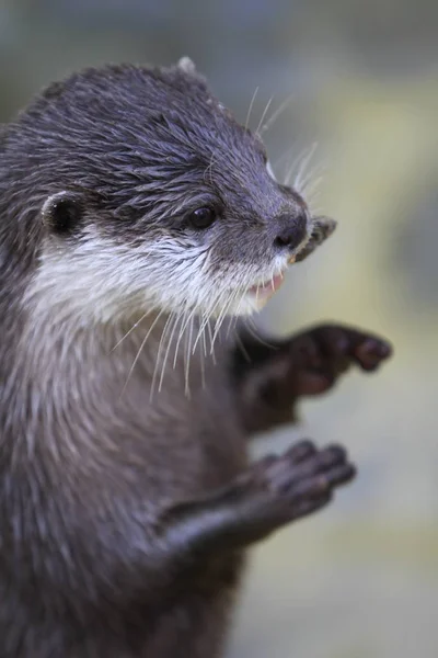 Kortkladige Otter Buurt — Stockfoto