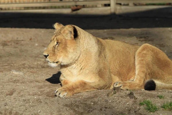 Löwin Tier Wilde Raubkatze — Stockfoto