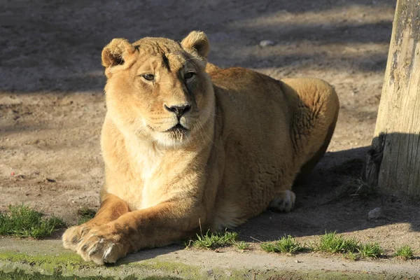 Lioness Close — Stock Photo, Image