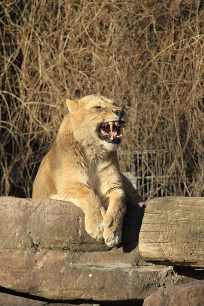 Leona Animal Salvaje Grande Gato — Foto de Stock