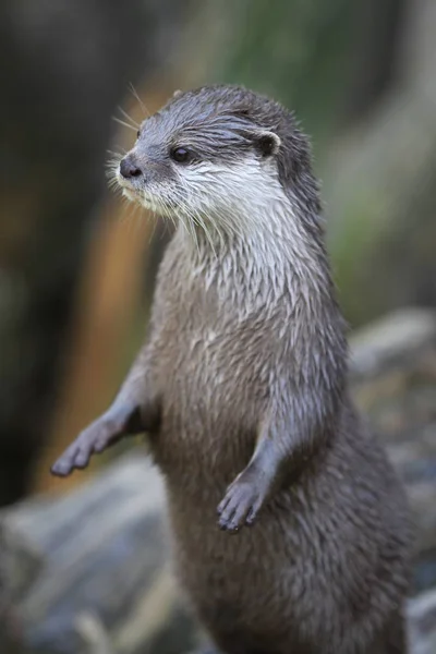 Kortkladige Otter Close — Stockfoto