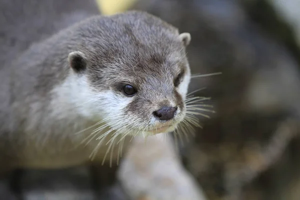 Lontra Com Garras Curtas Close — Fotografia de Stock