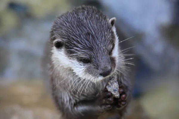 Kurzkrallenotter Großaufnahme — Stockfoto