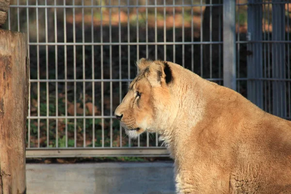 Leonessa Animale Selvaggio Grande Gatto — Foto Stock