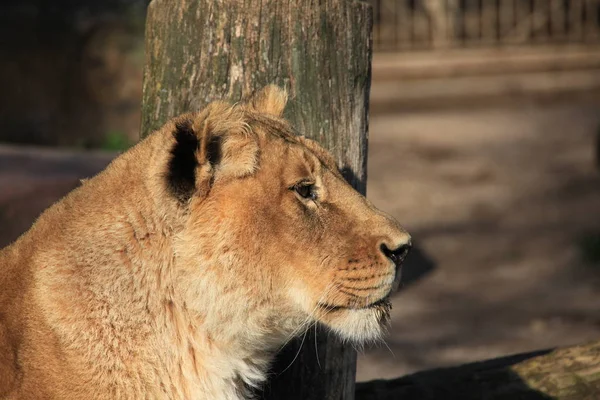 Leonessa Animale Selvaggio Grande Gatto — Foto Stock