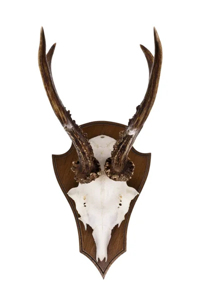 Skull Horns Isolated White Background — Stock Photo, Image