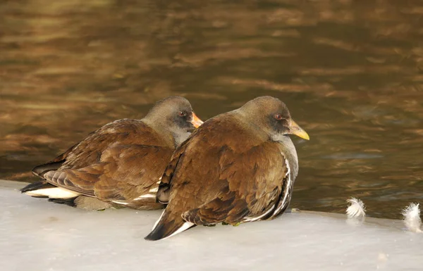 鳥のテーマ屋外撮影 — ストック写真