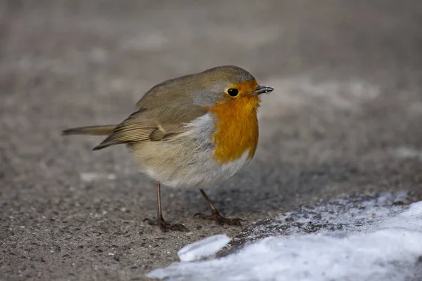 Doğadaki Güzel Robin Bird Manzarası — Stok fotoğraf