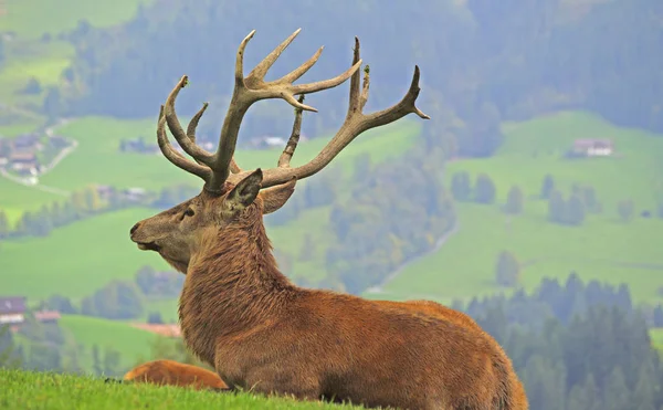 Faune Dans Nature Cerfs Avec Cornes — Photo