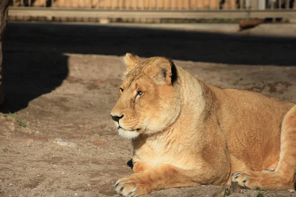 Leona Animal Salvaje Grande Gato — Foto de Stock