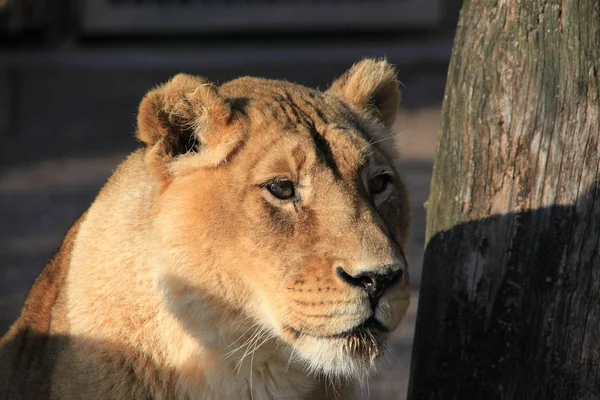 Lioness Close — Stock Photo, Image