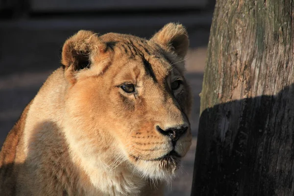 Leona Animal Salvaje Grande Gato — Foto de Stock