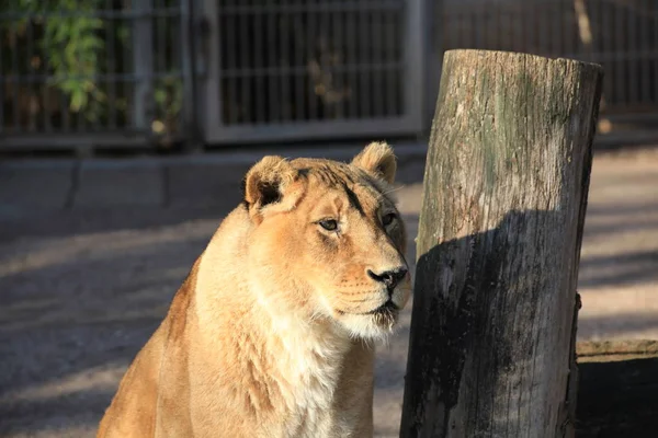 Lwica Zwierzę Dziki Duży Kot — Zdjęcie stockowe
