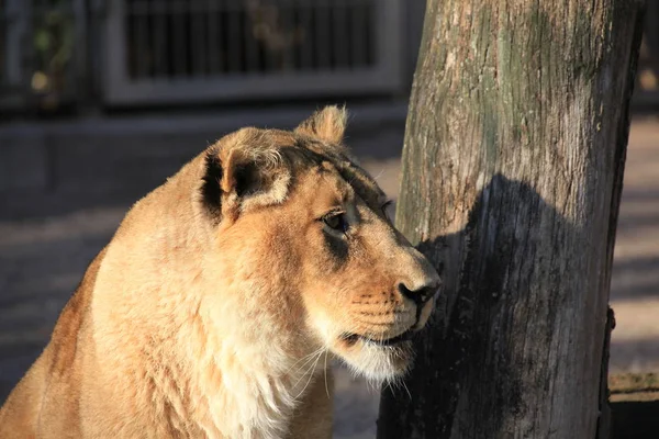 Savannah Wilde Kat Leeuwin Roofdier Kat — Stockfoto