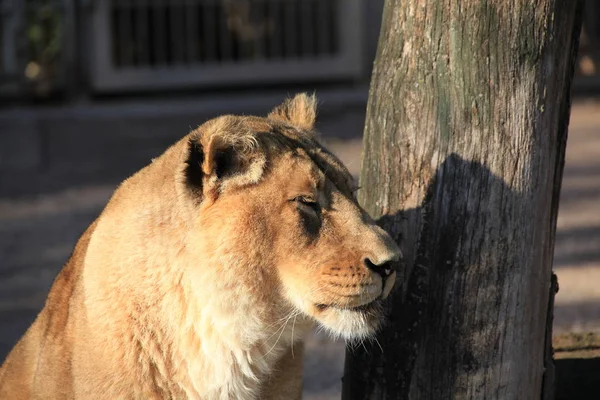 Savannah Wildcat Gato Predador Leoa — Fotografia de Stock