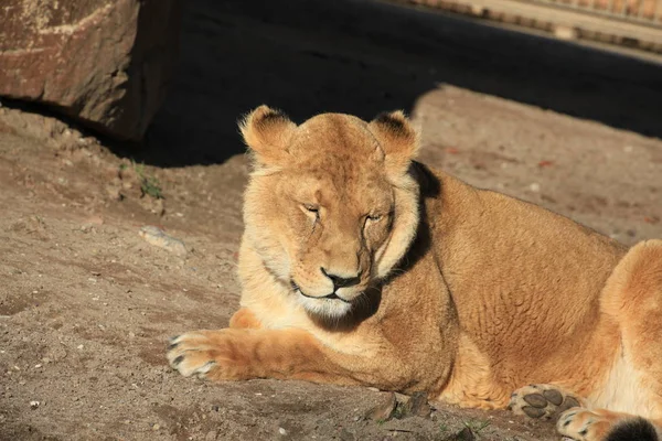 Savannah Wildcat Leona Depredadora Gato — Foto de Stock