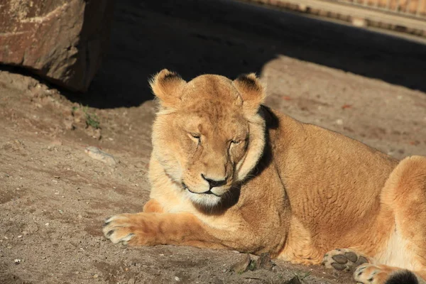 Savannah Wildcat Gato Predador Leoa — Fotografia de Stock