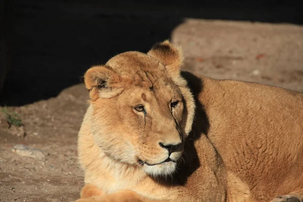 Savannah Wildcat Gato Predador Leoa — Fotografia de Stock