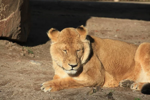 Savannah Gatto Selvatico Leonessa Predatore Gatto — Foto Stock