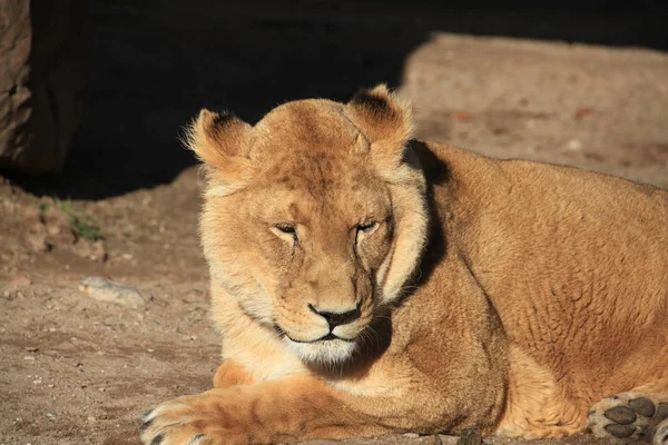 Savannah Wildcat Gato Predador Leoa — Fotografia de Stock