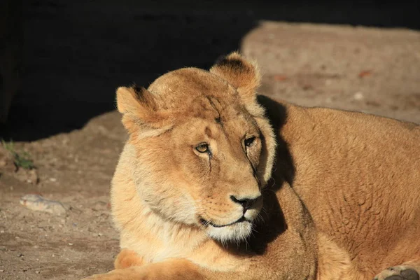 Savannah Wildcat Lioness Predator Cat — Stock Photo, Image