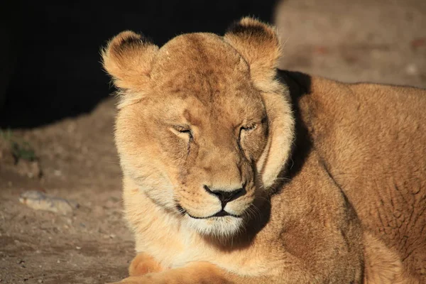 Savannah Gatto Selvatico Leonessa Predatore Gatto — Foto Stock