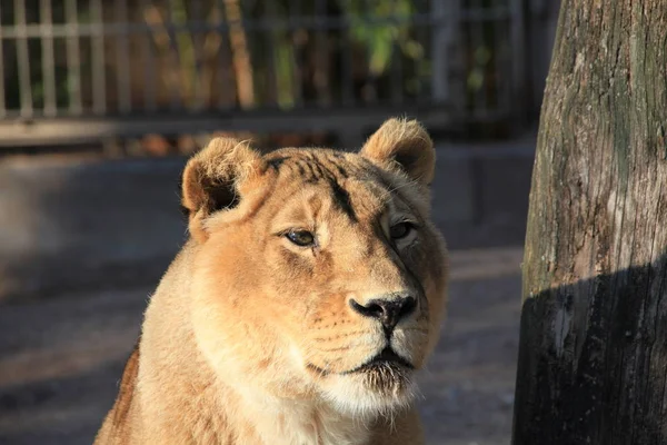 Yakın Planda Dişi Aslan — Stok fotoğraf