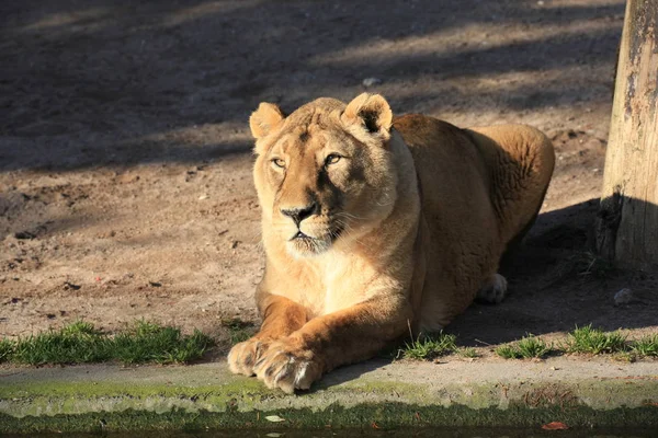 Savannah Wilde Kat Leeuwin Roofdier Kat — Stockfoto