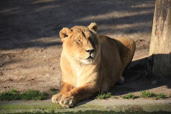 萨凡纳野猫 母狮猎食猫 — 图库照片