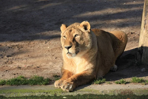 Lioness Close — Stock Photo, Image