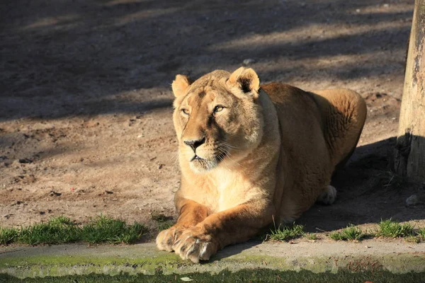 Lioness Close — Stock Photo, Image